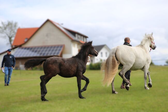 Connemara Hengst - Ruhig & Freundlich - Jasper, Connemara Gestüt Badger’s Hill Ranch, Horses For Sale, Dachsberg, Image 16