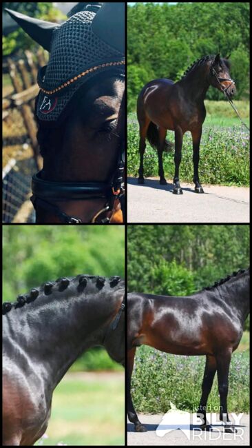 Connemara, Jessica, Horses For Sale, Szarvas , Image 5