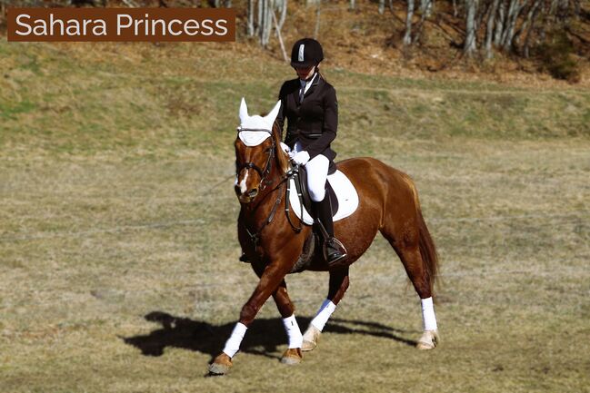 Connemara Jährlingshengst – Prince Hercules, Connemara Gestüt Badger’s Hill Ranch, Horses For Sale, Zurich, Image 3