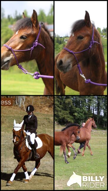 Connemara Jährlingshengst – Prince Hercules, Connemara Gestüt Badger’s Hill Ranch, Horses For Sale, Zurich, Image 21