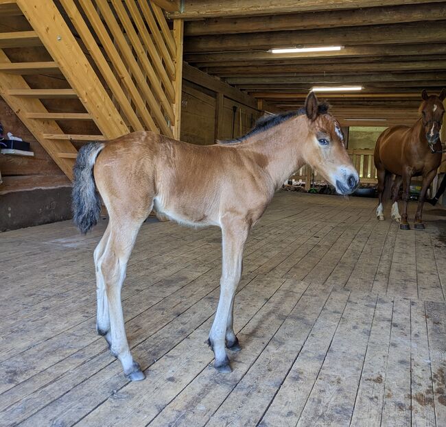 Connemara Jährlingshengst – Prince Hercules, Connemara Gestüt Badger’s Hill Ranch, Horses For Sale, Zurich, Image 12