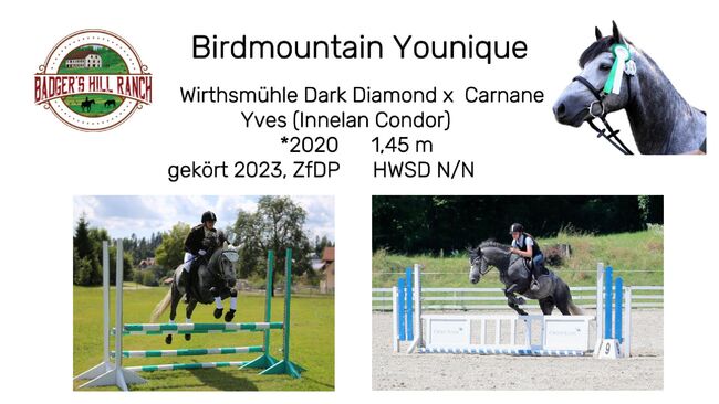 Connemara Jährlingshengst – Prince Hercules, Connemara Gestüt Badger’s Hill Ranch, Horses For Sale, Zurich, Image 13