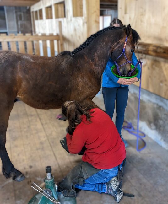 Connemara Jährlingshengst – Prince Hercules, Connemara Gestüt Badger’s Hill Ranch, Horses For Sale, Zurich, Image 17