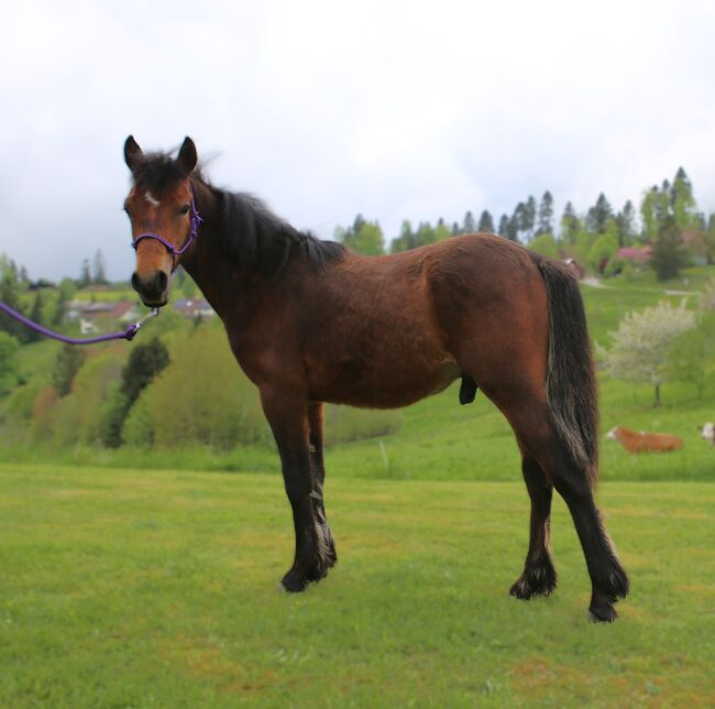 Connemara Jährlingshengst – Prince Hercules, Connemara Gestüt Badger’s Hill Ranch, Konie na sprzedaż, Zurich, Image 5