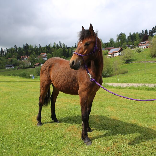 Connemara Jährlingshengst – Prince Hercules, Connemara Gestüt Badger’s Hill Ranch, Konie na sprzedaż, Zurich, Image 6