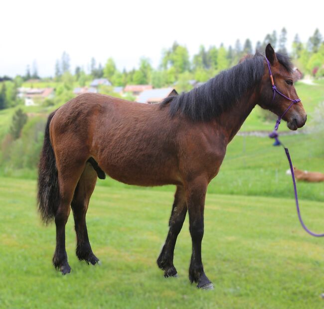 Connemara Jährlingshengst – Prince Hercules, Connemara Gestüt Badger’s Hill Ranch, Konie na sprzedaż, Zurich, Image 8