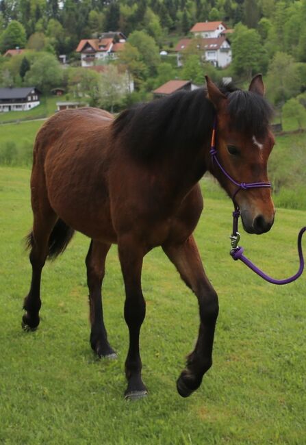Connemara Jährlingshengst – Prince Hercules, Connemara Gestüt Badger’s Hill Ranch, Konie na sprzedaż, Zurich, Image 9