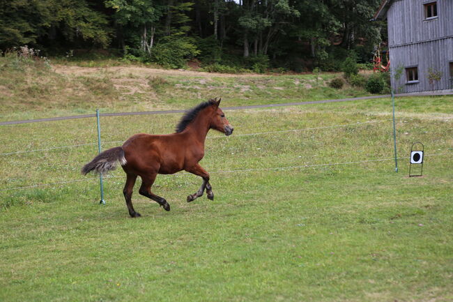 Connemara Jährlingshengst – Prince Hercules, Connemara Gestüt Badger’s Hill Ranch, Konie na sprzedaż, Zurich, Image 10