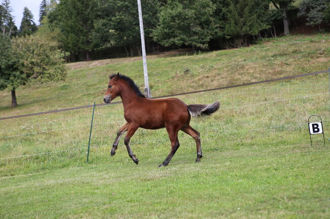 Connemara Jährlingshengst – Prince Hercules, Connemara Gestüt Badger’s Hill Ranch, Konie na sprzedaż, Zurich, Image 11