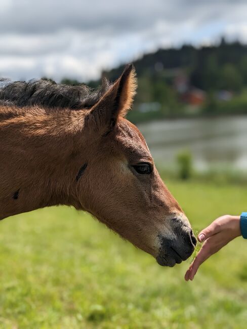 Connemara Jährlingshengst – Prince Hercules, Connemara Gestüt Badger’s Hill Ranch, Konie na sprzedaż, Zurich, Image 15
