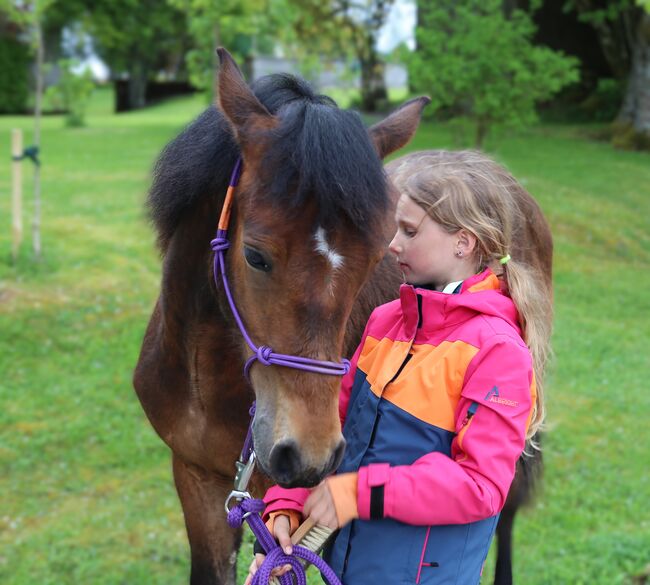 Connemara Jährlingshengst – Prince Hercules, Connemara Gestüt Badger’s Hill Ranch, Konie na sprzedaż, Zurich, Image 19