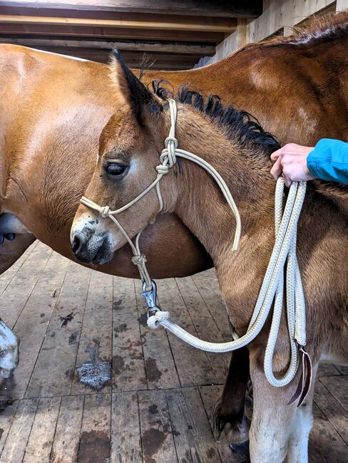 Connemara Jährlingshengst – Prince Hercules, Connemara Gestüt Badger’s Hill Ranch, Pferd kaufen, Zurich, Abbildung 14