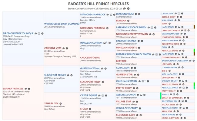 Connemara Jährlingshengst – Prince Hercules, Connemara Gestüt Badger’s Hill Ranch, Pferd kaufen, Zurich, Abbildung 18