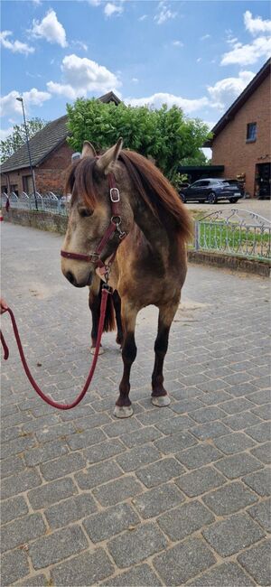 Connemara Pony Falben-Stute 4 Jahre, FW, Horses For Sale, Kalkar, Image 4