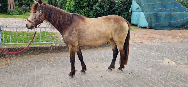 Connemara Pony Falben-Stute 4 Jahre, FW, Horses For Sale, Kalkar, Image 3
