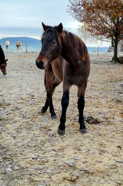 Connemara Pony, Fleck Angela , Horses For Sale, Schondra, Image 2