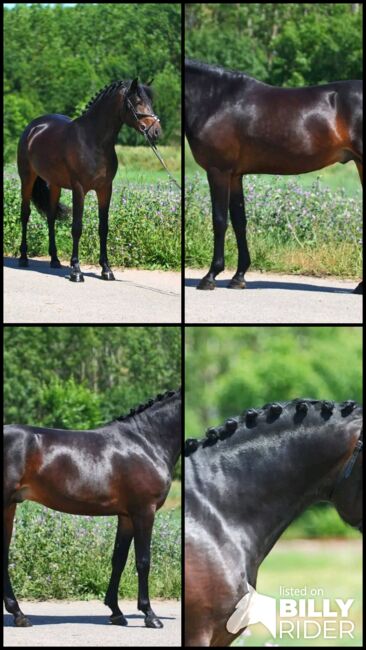 Connemara Pony, Georgina , Horses For Sale, Szarvas, Image 5