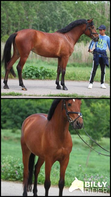 Connemara pony, Jessica, Horses For Sale, Szarvas , Image 3