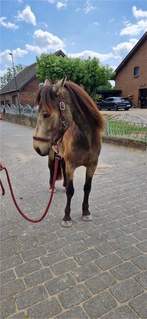 Connemara Pony Falben-Stute 4 Jahre, FW, Konie na sprzedaż, Kalkar, Image 4