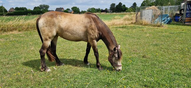 Connemara Pony Falben-Stute 4 Jahre, FW, Konie na sprzedaż, Kalkar, Image 2