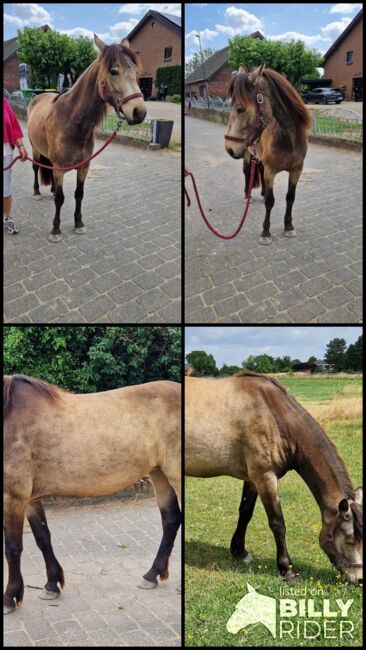 Connemara Pony Falben-Stute 4 Jahre, FW, Horses For Sale, Kalkar, Image 5