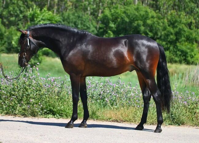 Connemara Pony, Georgina , Horses For Sale, Szarvas, Image 4