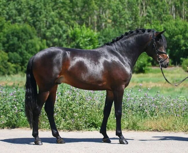 Connemara Pony, Georgina , Horses For Sale, Szarvas