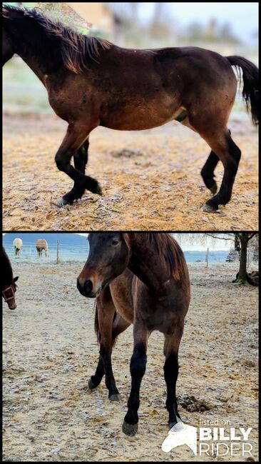 Connemara Pony, Fleck Angela , Pferd kaufen, Schondra, Abbildung 3