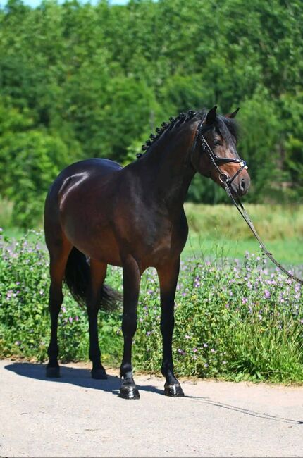 Connemara Pony, Georgina , Pferd kaufen, Szarvas, Abbildung 2