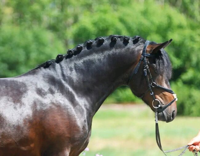 Connemara Pony, Georgina , Pferd kaufen, Szarvas, Abbildung 3