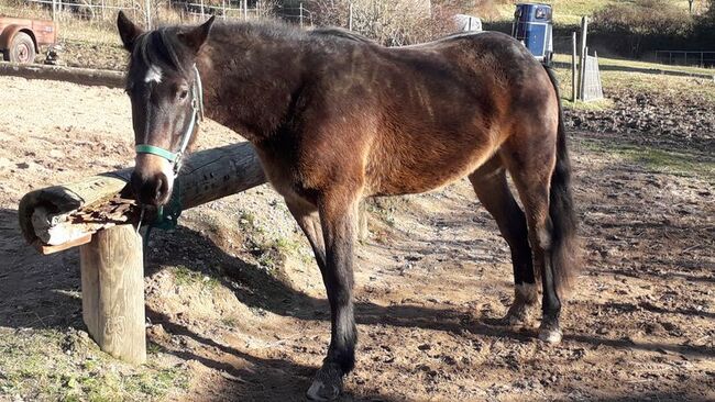 Connemara Stute, Gabi Hoffmeister, Horses For Sale, Grafschaft