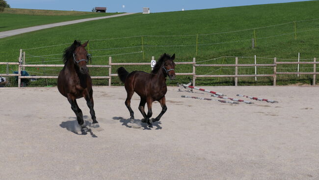 Connemara Fohlen, Sabine Ortbauer, Horses For Sale, Behamberg