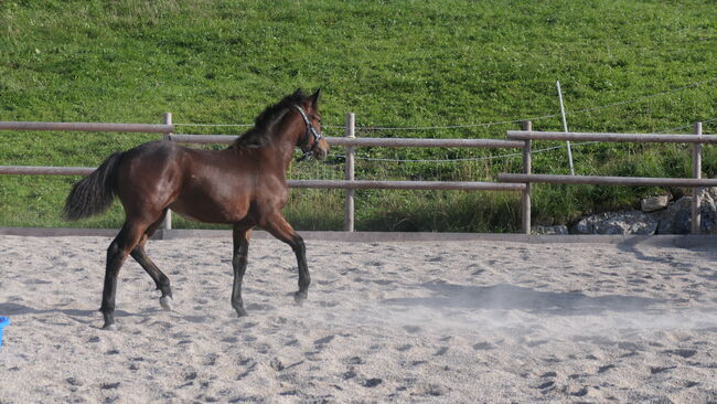 Connemara Fohlen, Sabine Ortbauer, Horses For Sale, Behamberg, Image 3