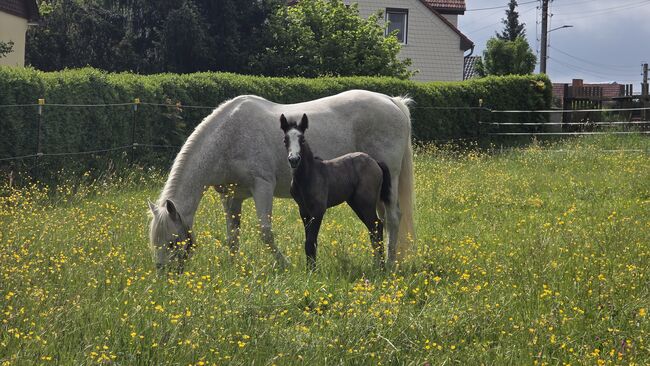 Connemara Hengstfohlen, Nancy Sandmann, Horses For Sale, Ilmenau, Image 4