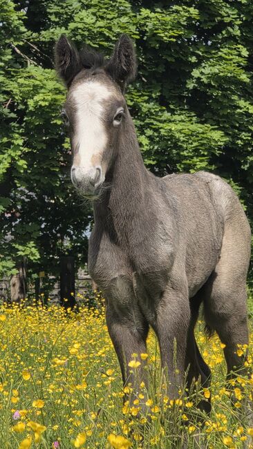 Connemara Hengstfohlen, Nancy Sandmann, Horses For Sale, Ilmenau, Image 3