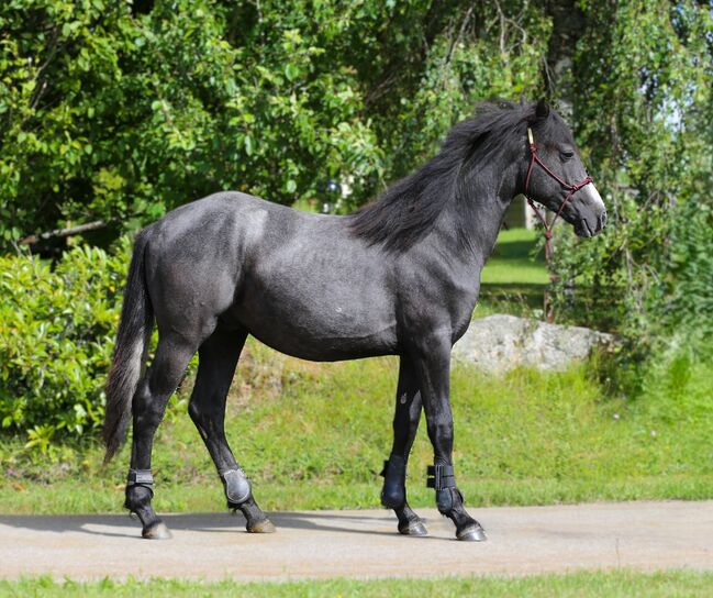 Connemara Wallach - Ruhig & Freundlich - Jasper, Connemara Gestüt Badger’s Hill Ranch, Horses For Sale, Zurich, Image 3