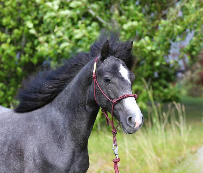 Connemara Wallach - Ruhig & Freundlich - Jasper, Connemara Gestüt Badger’s Hill Ranch, Horses For Sale, Zurich, Image 6