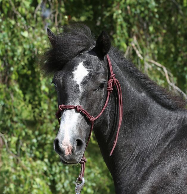 Connemara Wallach - Ruhig & Freundlich - Jasper, Connemara Gestüt Badger’s Hill Ranch, Horses For Sale, Zurich, Image 5