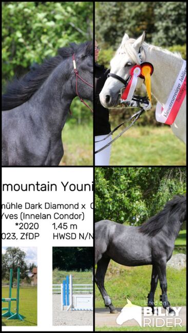 Connemara Wallach - Ruhig & Freundlich - Jasper, Connemara Gestüt Badger’s Hill Ranch, Horses For Sale, Zurich, Image 11