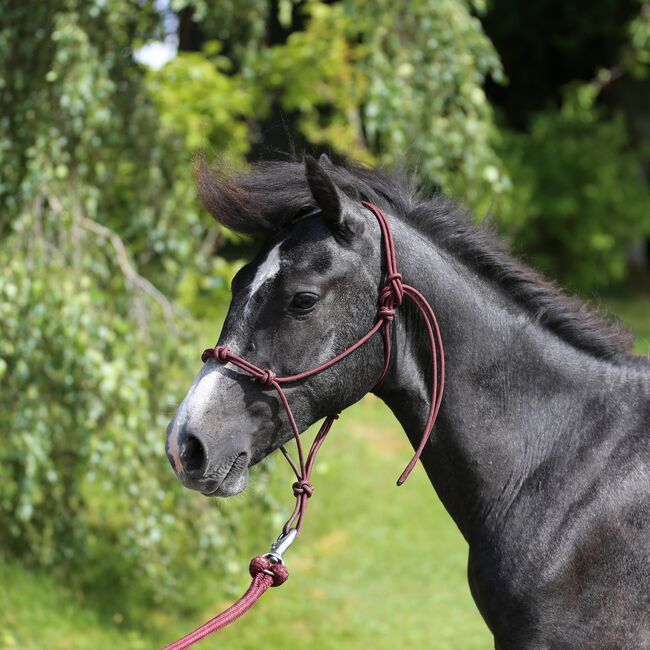 Connemara Wallach - Ruhig & Freundlich - Jasper, Connemara Gestüt Badger’s Hill Ranch, Horses For Sale, Zurich, Image 7