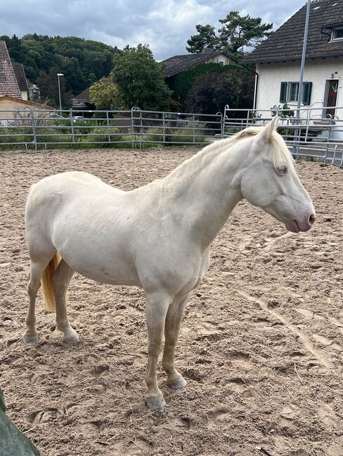 Connemara Wallach zu verkaufen, Michelle, Pferd kaufen, Wildensbuch