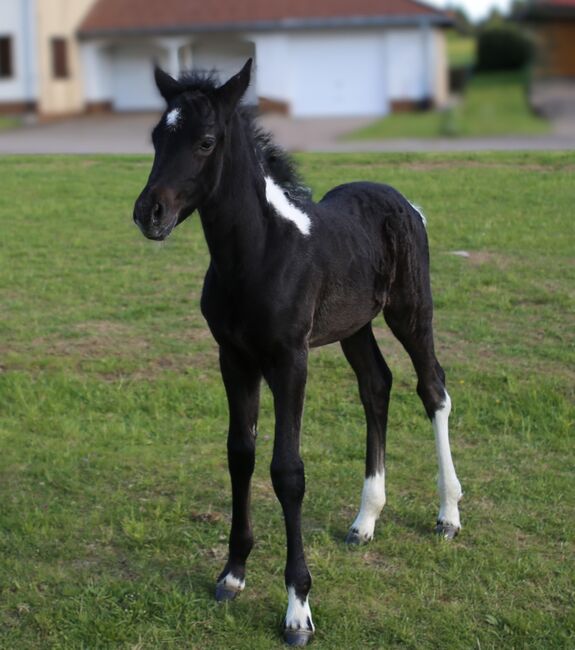 Connemara X Mustang - Selbstbewusste & Ausgeglichene Stute, Connemara Gestüt Badger’s Hill Ranch, Horses For Sale, Zurich, Image 2