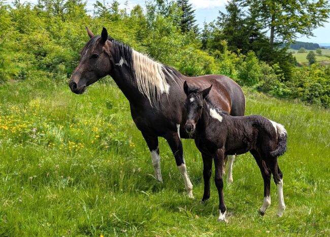 Connemara X Mustang - Selbstbewusste & Ausgeglichene Stute, Connemara Gestüt Badger’s Hill Ranch, Horses For Sale, Zurich, Image 7