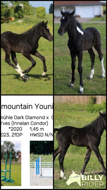 Connemara X Mustang - Selbstbewusste & Ausgeglichene Stute, Connemara Gestüt Badger’s Hill Ranch, Horses For Sale, Zurich, Image 11
