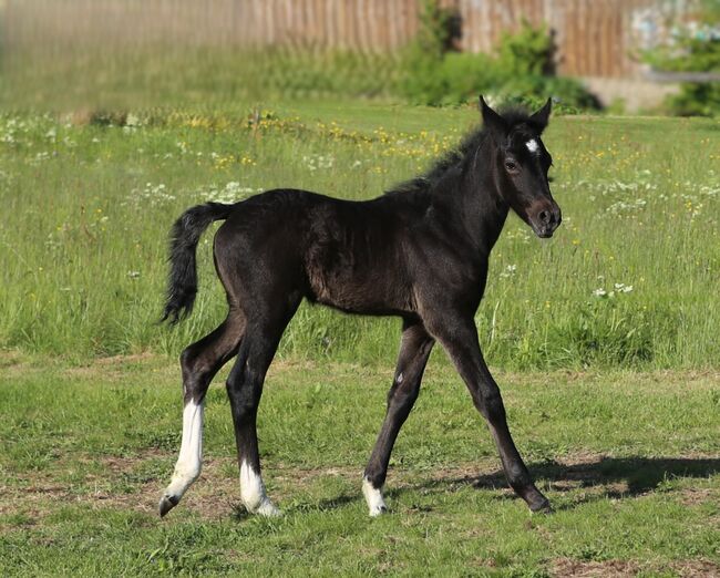 Connemara X Mustang - Selbstbewusste & Ausgeglichene Stute, Connemara Gestüt Badger’s Hill Ranch, Horses For Sale, Zurich, Image 4