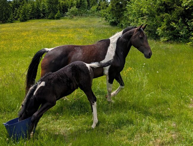 Connemara X Mustang - Selbstbewusste & Ausgeglichene Stute, Connemara Gestüt Badger’s Hill Ranch, Horses For Sale, Zurich, Image 5