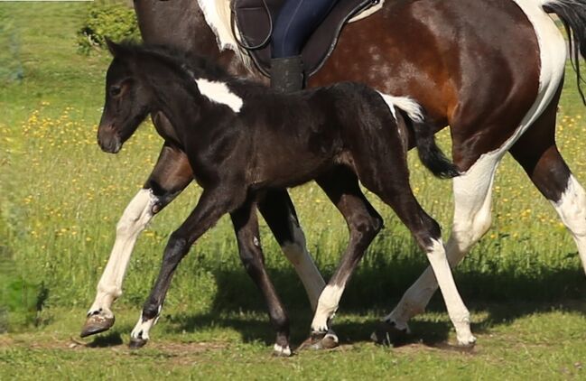 Connemara X Mustang - Selbstbewusste & Ausgeglichene Stute, Connemara Gestüt Badger’s Hill Ranch, Horses For Sale, Zurich, Image 6