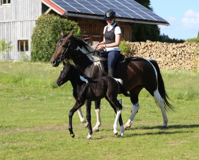 Connemara X Mustang - Selbstbewusste & Ausgeglichene Stute, Connemara Gestüt Badger’s Hill Ranch, Horses For Sale, Zurich, Image 8