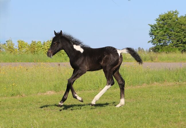 Connemara X Mustang - Selbstbewusste & Ausgeglichene Stute, Connemara Gestüt Badger’s Hill Ranch, Horses For Sale, Zurich, Image 9