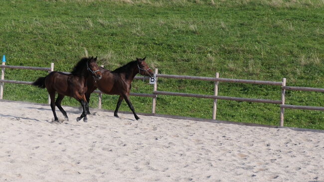 Connemara Fohlen, Sabine Ortbauer, Horses For Sale, Behamberg, Image 2